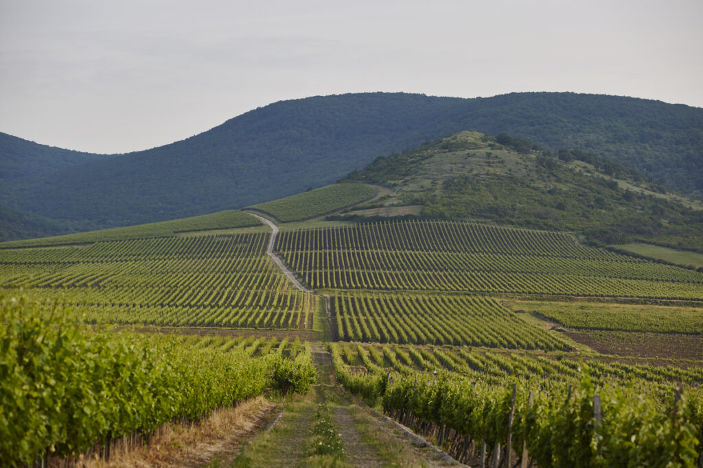 Private Helicopter Wine Tour to Tokaj: Tasting Heritage at Patricius Winery