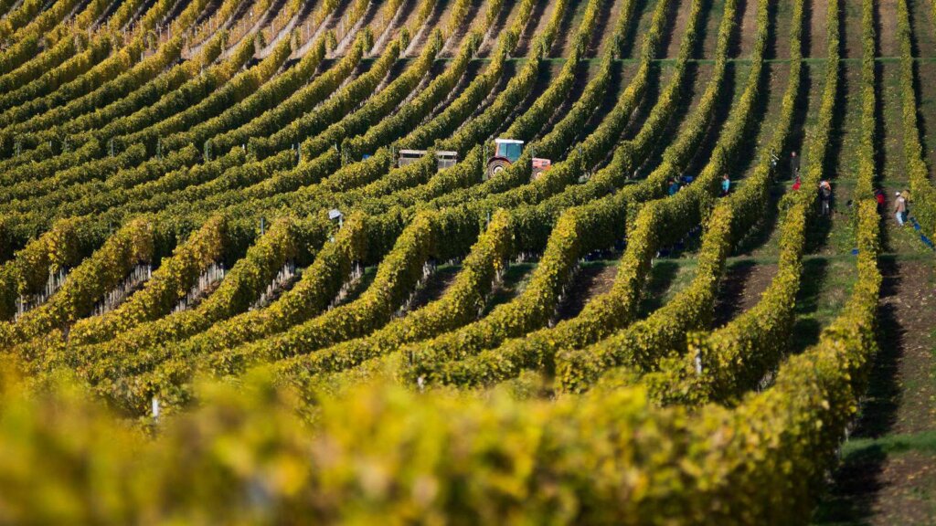 Private Helicopter Wine Tour to Tokaj: Tasting Heritage at Patricius Winery